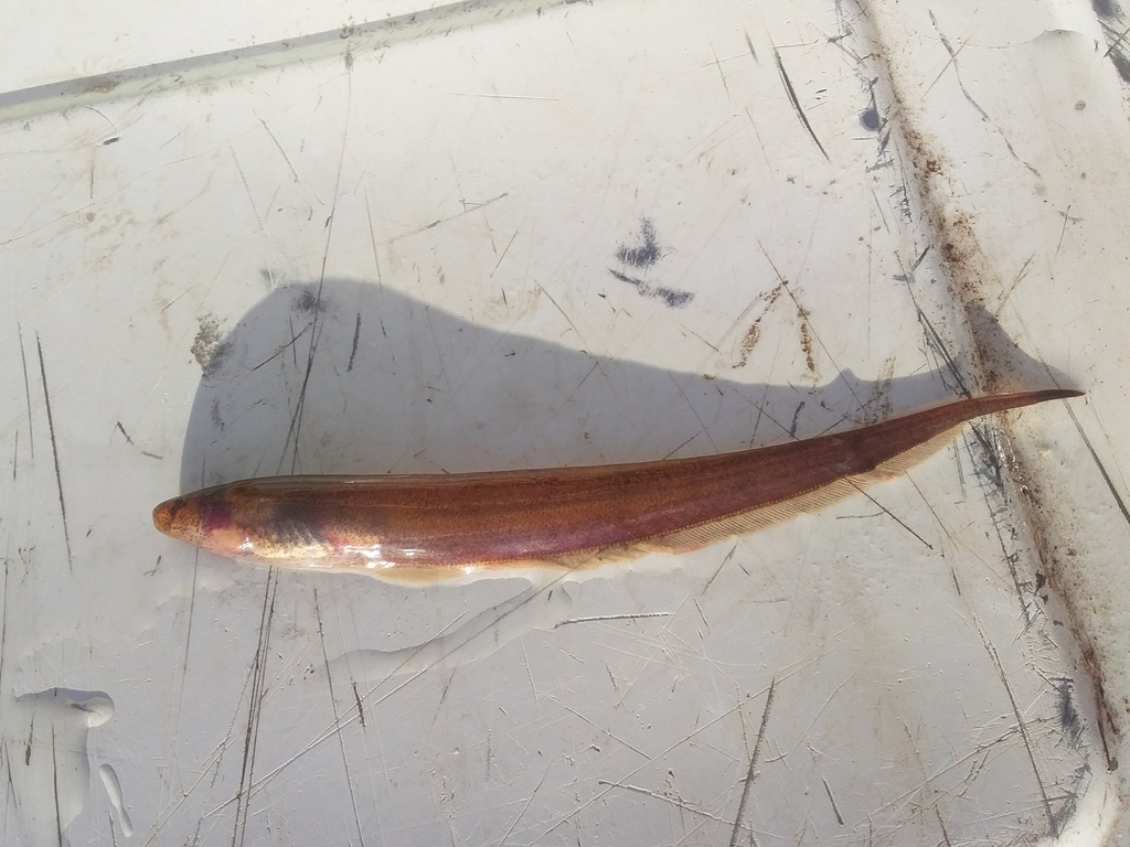 Brachyhypopomus bombilla