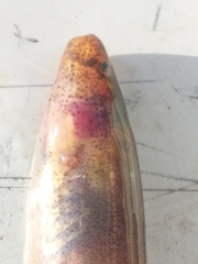 Gymnotiformes