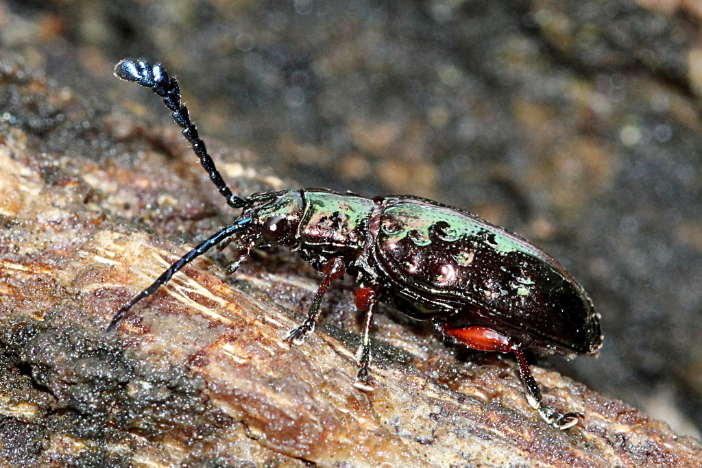 Johannica