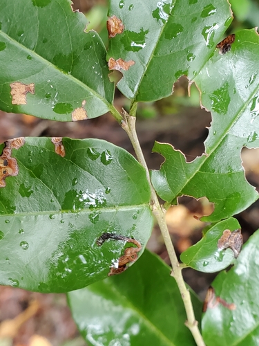 Image of Krugiodendron ferreum by (c) Tom Field, some rights reserved (CC BY)