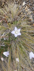 Wahlenbergia pygmaea