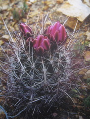 Sclerocactus polyancistrus