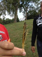 Colaptes auratus auratus