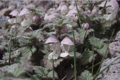 Lamium tomentosum