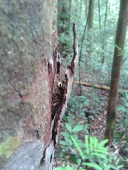 Pseudophilautus cavirostris