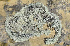 Lecanora argopholis