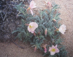 Oenothera primiveris