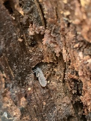 Triatoma sanguisuga