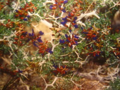 Psorothamnus arborescens