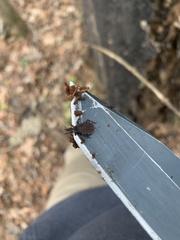 Triatoma sanguisuga