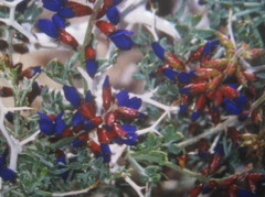 Psorothamnus arborescens