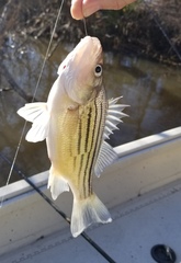 Morone mississippiensis