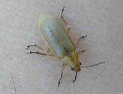 Erynephala maritima