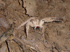 Heteropoda davidbowie