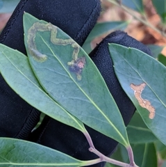 Phytomyza glabricola