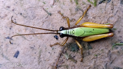 Trybliophorus peruvianus