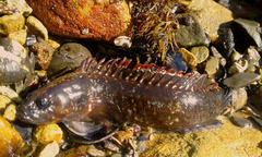 Acanthoclinus fuscus