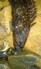 Acanthoclinus fuscus