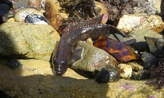 Acanthoclinus fuscus