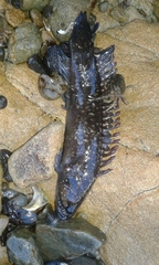 Acanthoclinus fuscus