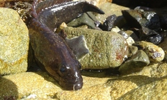 Acanthoclinus fuscus