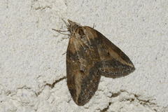 Chesias isabella