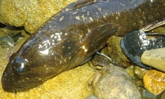 Acanthoclinus fuscus