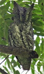 Otus senegalensis