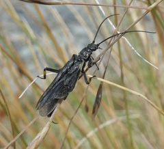 Austroperla cyrene