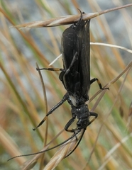 Austroperla cyrene