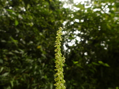 Stelis nutans