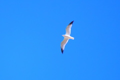 Larus delawarensis
