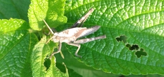 Xyleus discoideus