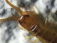 Lithobius melanops