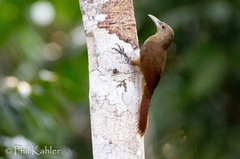 Dendrexetastes rufigula