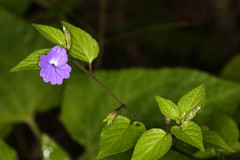 Browallia americana