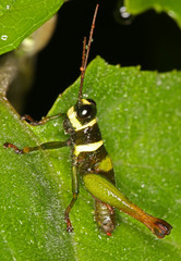 Eucosmetacris cingulata
