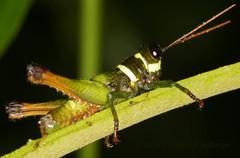 Eucosmetacris cingulata