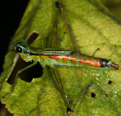 Eumastax