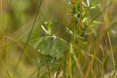 Thetidia smaragdaria