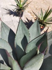 Agave