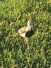 Vanellus chilensis
