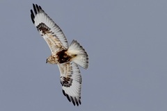 Rough-Legged Buzzard photo 2