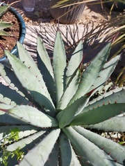 Agave