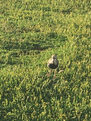 Vanellus chilensis
