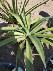 Agave