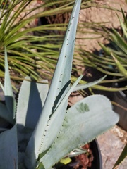 Agave