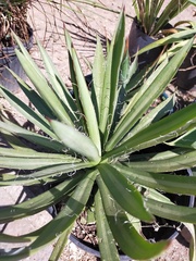 Agave