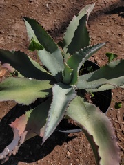Agave