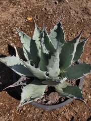 Agave